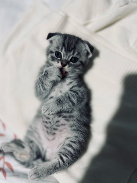 вислоухие и прямоухие шотландские котята