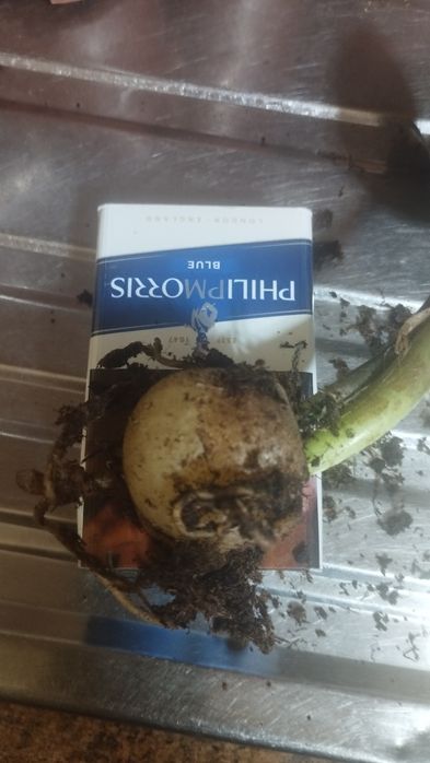 Черный замиокулькас