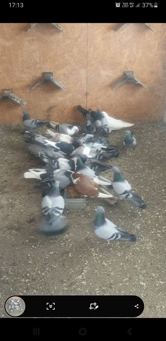 De vînzare porumbei