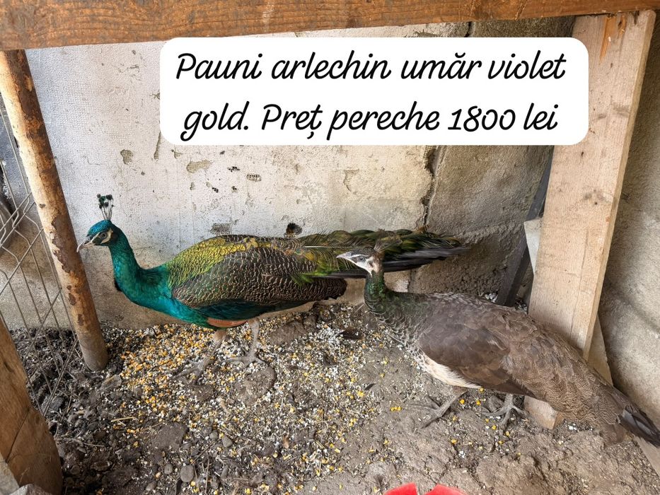 Animale pentru gospodarie,microferma