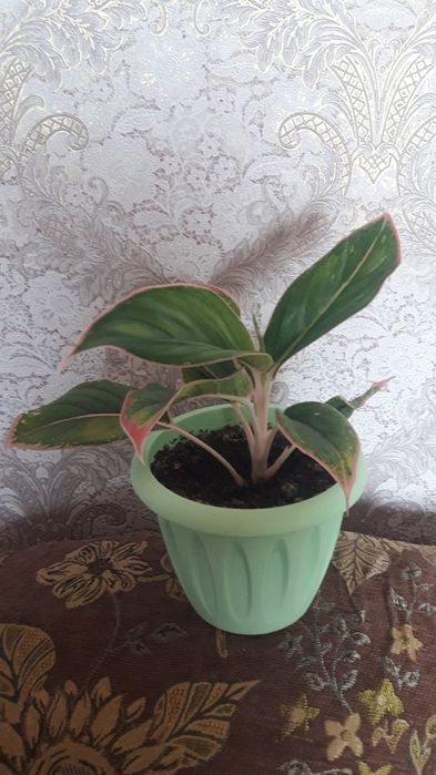 Продам цветы комнатные