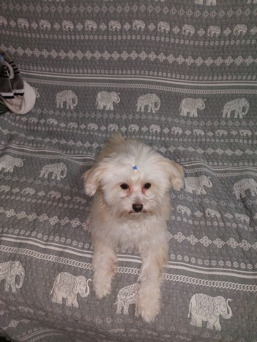 Вязка метис балонка мальтезе с шпицом