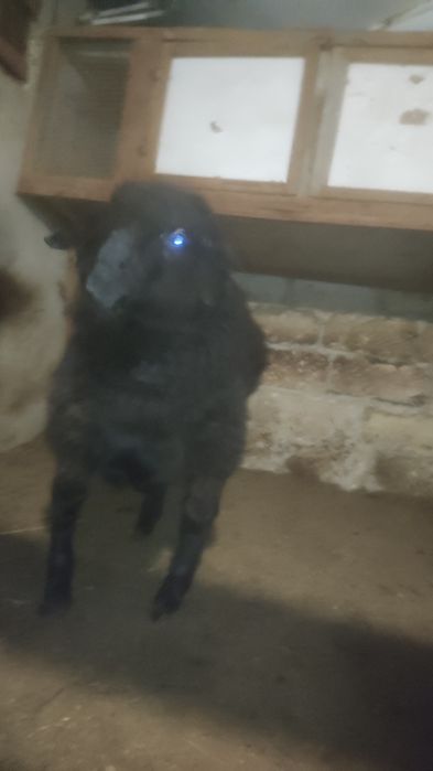 Жемде турган Токты сатылады