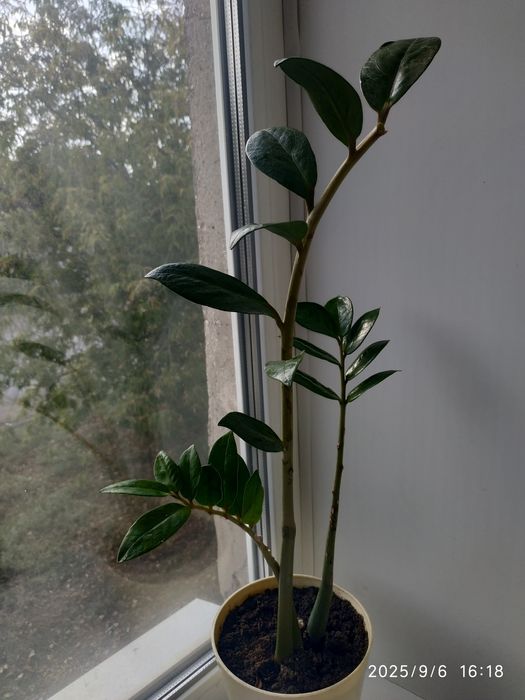 Комнатные растения