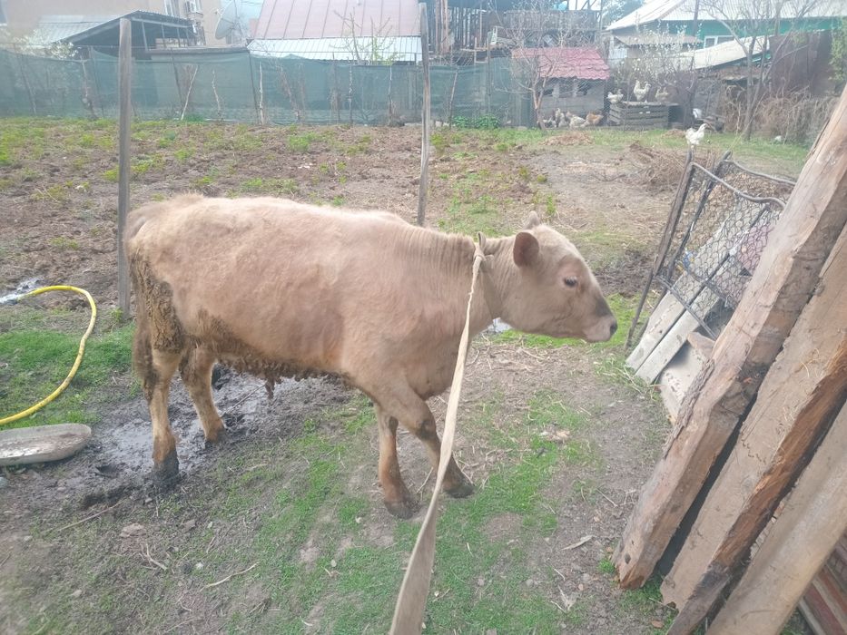 Продам бычка породистый