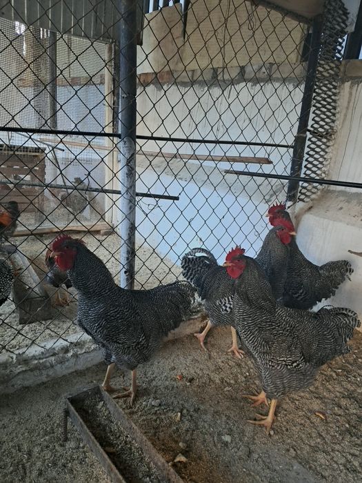 Продаю 4 крупных петувох плиметруки