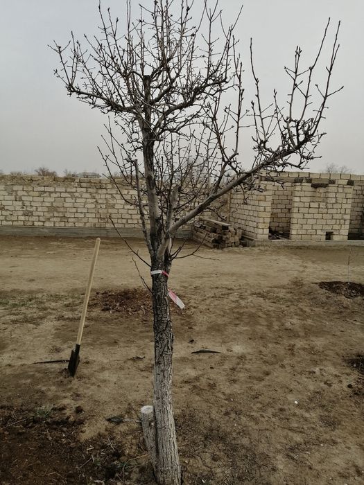 Груша талы бар тегин