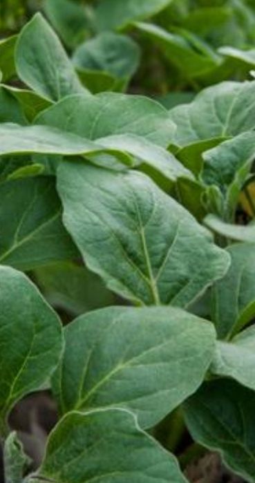 Продам Рассаду 250тг