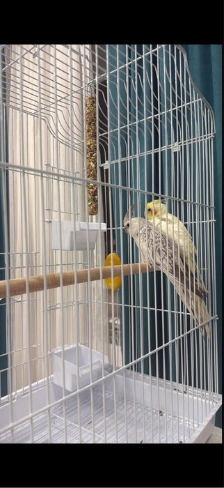 Продам попугая корелла с клеткой вместе