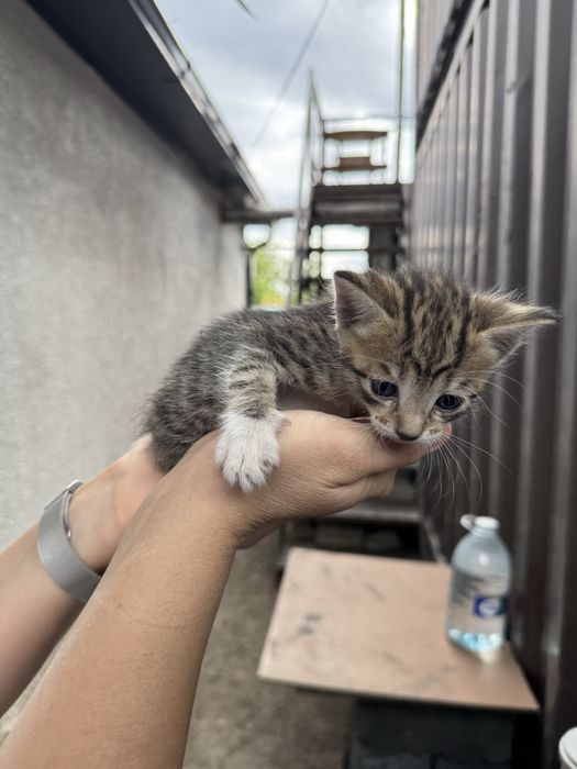 Котята бесплатно