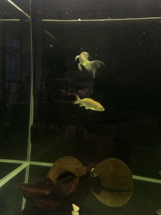 Карп кои бабочка