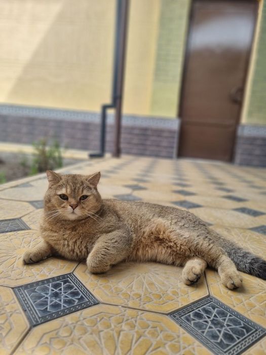 Кот для вязки/Мушук кошишга