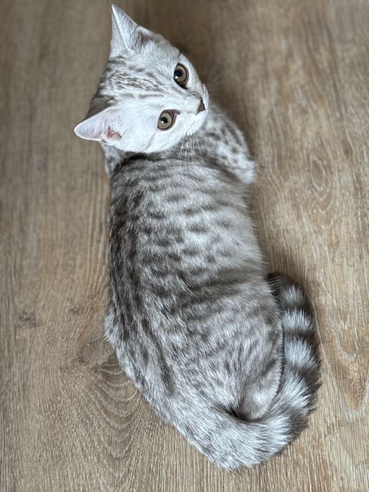 Отдам котика в хорошие руки