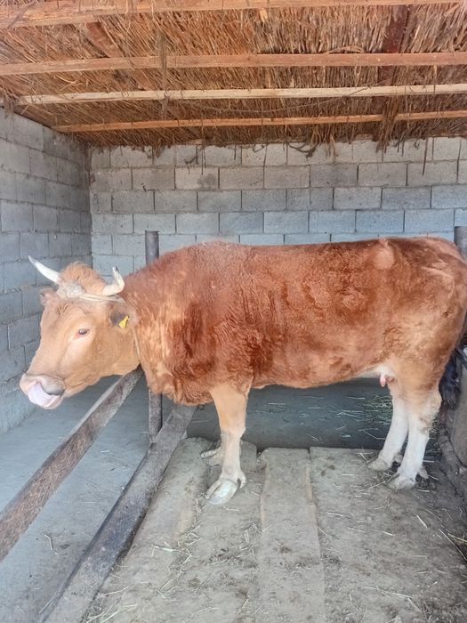 Корова продается