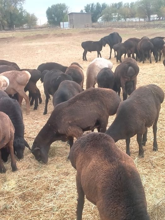 Кой еті байдібектің семіз токтылары
