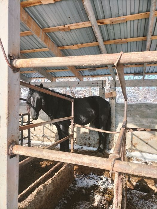 Айгыр  уйырде журген