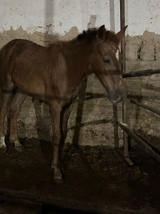 Мошный Жабағы сатылады