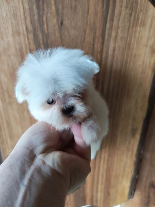 Bichon maltez talie mică