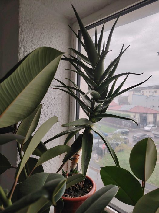 Ficus de 5 ani, 1.75 m, viguros