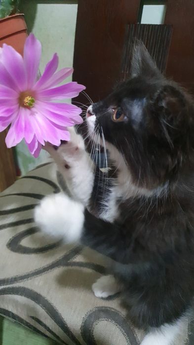Отдам котёнка, 1.5 мес