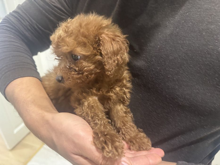 Той пудель собака