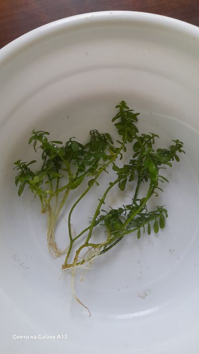 Растения продаются.