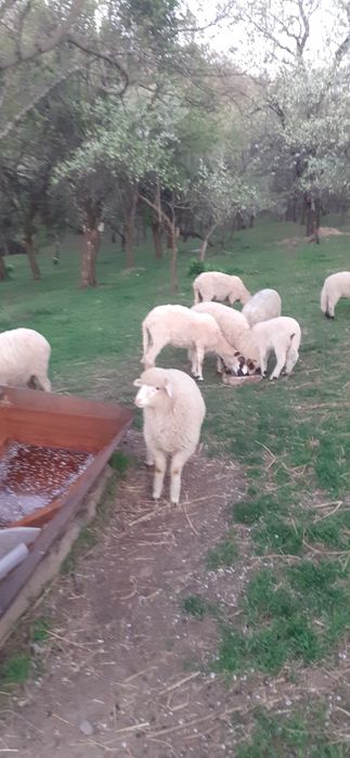 Vând 6 oi la a2 fatare