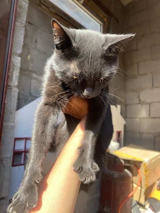 Отдаю кота. 1 год.
