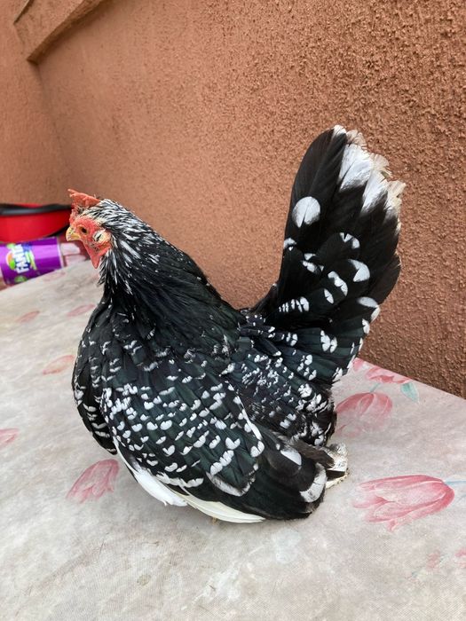 Ouă pt incubat din păsări Chabo Bobat de vânzare