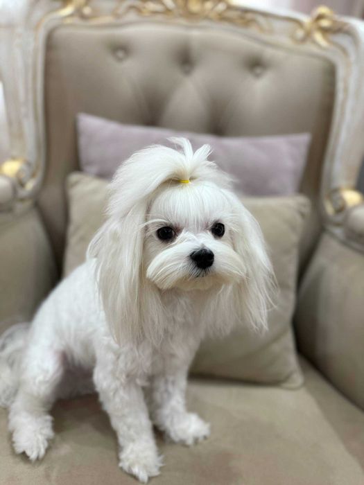 Мальтизе Мальтийская болонка