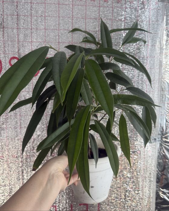 Продам фикусы разные