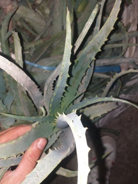 Алое доривор усимлиги сотилади.       .