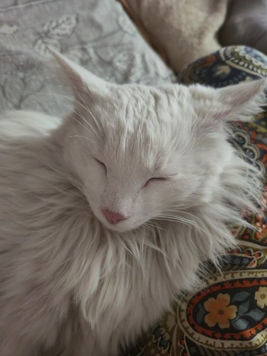 Ручные котики ищут дом!