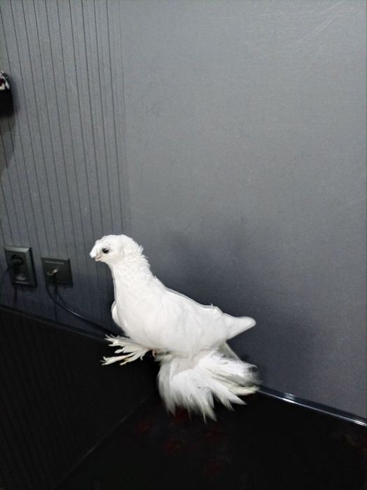 Oq dvuxchubila  sotiladi