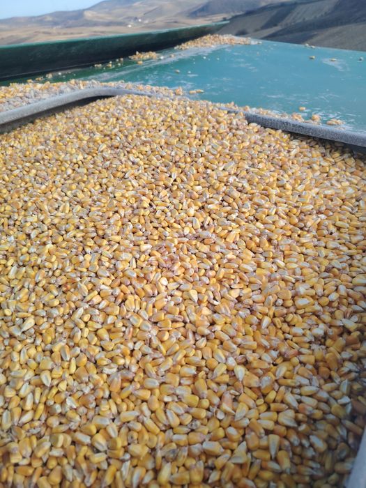 Porumb uscat fără spărturi