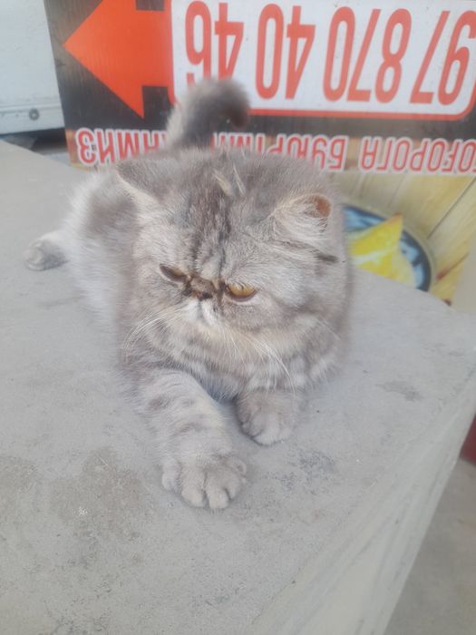 Кошка персинское