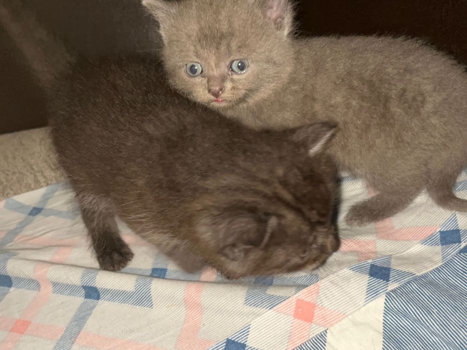 Отдам прекрасных девочек только в добрые руки