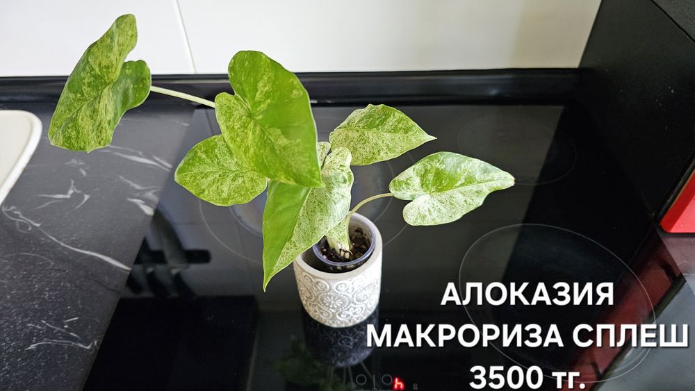Комнатные растения