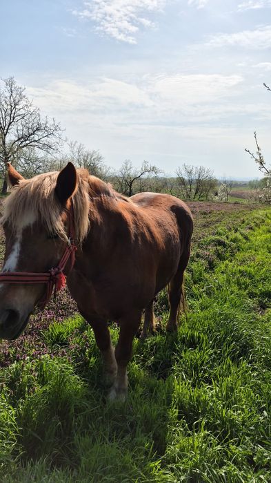 De vânzare iapa 10 ani