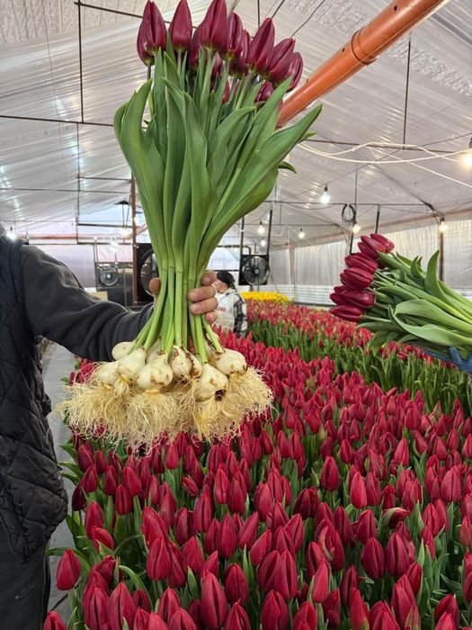 Тюльпаны кызгалдактар