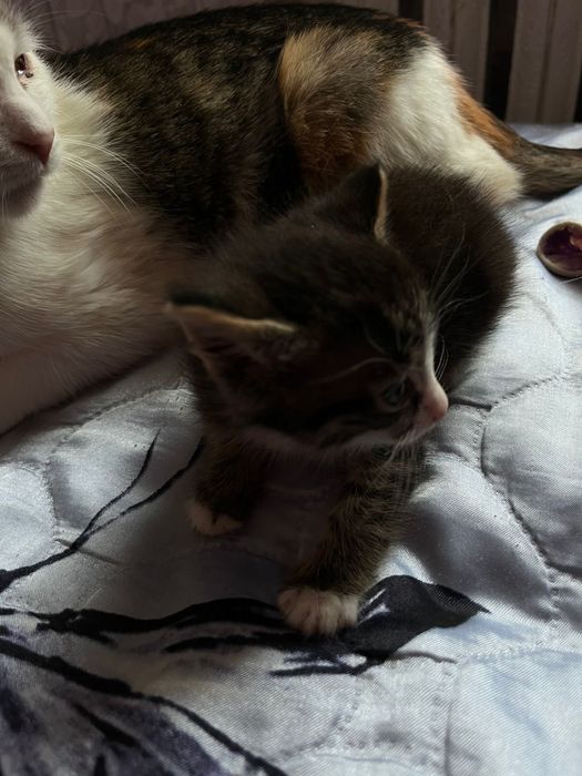 Домашние   котята
