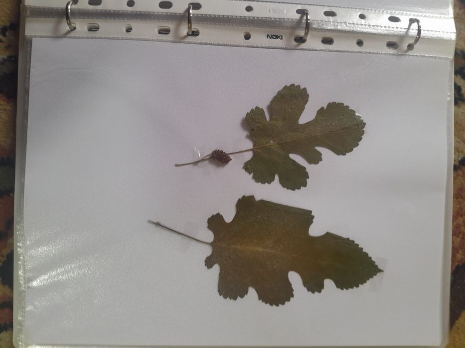 Ierbar școlar 40 plante