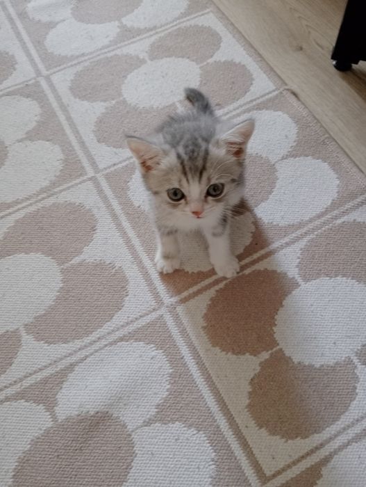 Шотланский котенок