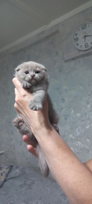 Продаются породистые шотландские котята Скотиш фолд и страйт
