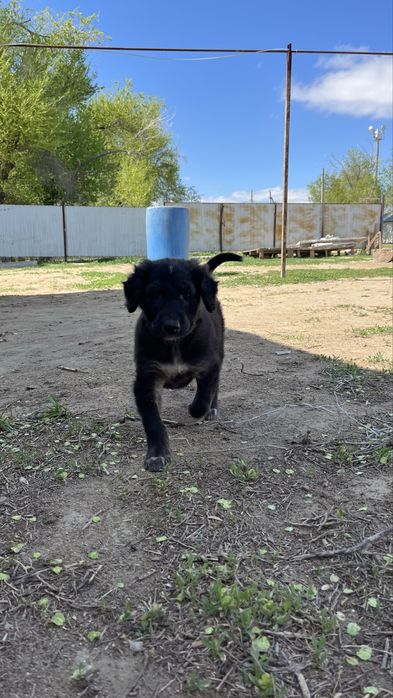 Өте мықты күшік.