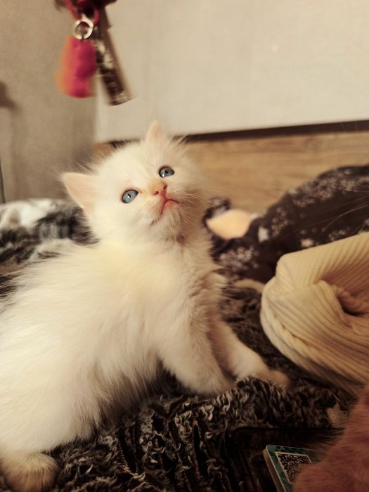 Маленькие Котята
