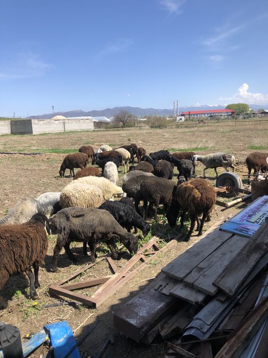 Қозылы қой сатылады