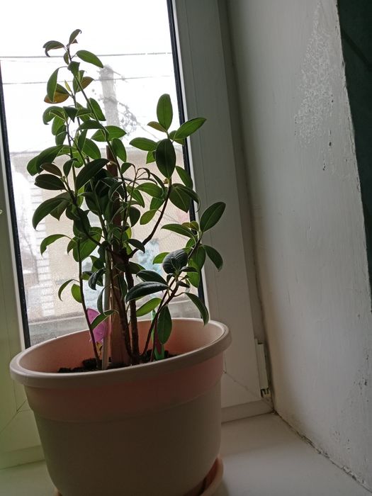 Цветы  Бенджамин