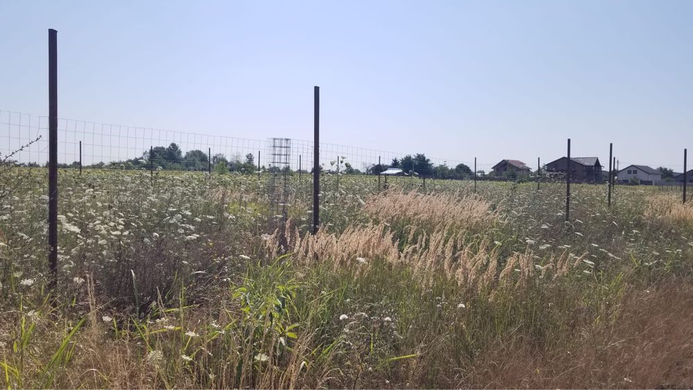 Teren intravilan in Ciorogârla/Darvari Acte la Zi