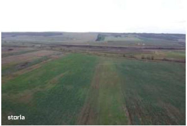 Teren Albesti, Vaslui, ID: R2893960